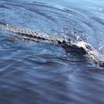The alligators come right up to the boat