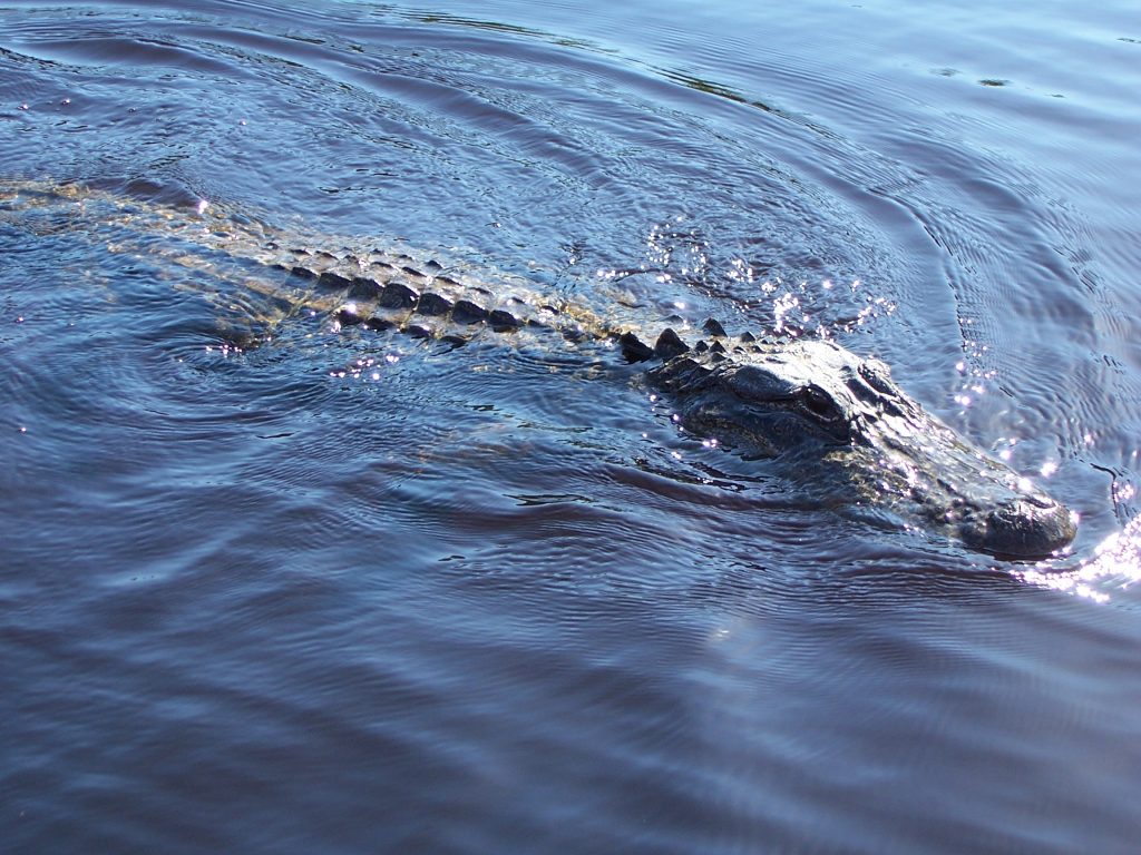 2005 Everglades - The alligators come right up to the boat!