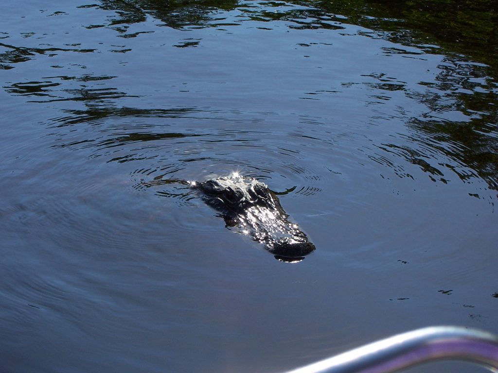 2005 Everglades - Pretty creepy!